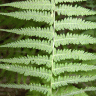 Fotografia 8 da espécie Thelypteris palustris do Jardim Botânico UTAD