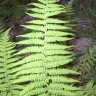 Fotografia 9 da espécie Thelypteris palustris do Jardim Botânico UTAD