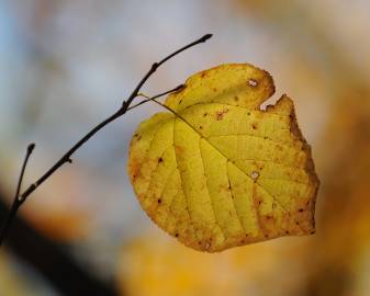 Fotografia da espécie Tilia americana