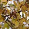 Fotografia 3 da espécie Tilia americana do Jardim Botânico UTAD