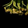 Fotografia 4 da espécie Tilia americana do Jardim Botânico UTAD