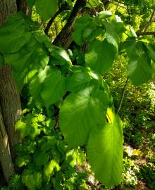 Fotografia da espécie Tilia americana