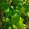 Fotografia 5 da espécie Tilia americana do Jardim Botânico UTAD