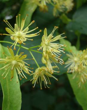 Fotografia 6 da espécie Tilia americana no Jardim Botânico UTAD