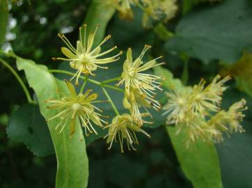 Fotografia da espécie Tilia americana