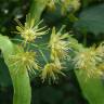 Fotografia 6 da espécie Tilia americana do Jardim Botânico UTAD