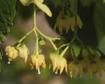 Fotografia da espécie Tilia americana