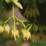 Fotografia 7 da espécie Tilia americana do Jardim Botânico UTAD