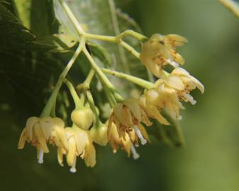 Fotografia da espécie Tilia americana