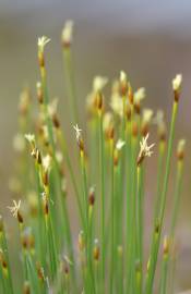 Fotografia da espécie Trichophorum cespitosum