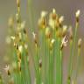 Fotografia 1 da espécie Trichophorum cespitosum do Jardim Botânico UTAD