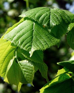 Fotografia 11 da espécie Tilia americana no Jardim Botânico UTAD