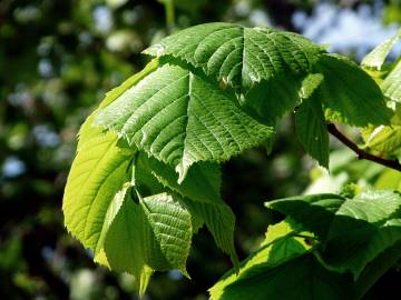 Fotografia da espécie Tilia americana