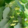 Fotografia 1 da espécie Tilia americana do Jardim Botânico UTAD