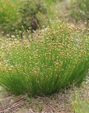 Fotografia 3 da espécie Trichophorum cespitosum no Jardim Botânico UTAD