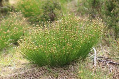 Fotografia da espécie Trichophorum cespitosum