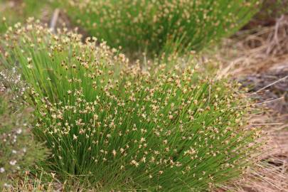 Fotografia da espécie Trichophorum cespitosum