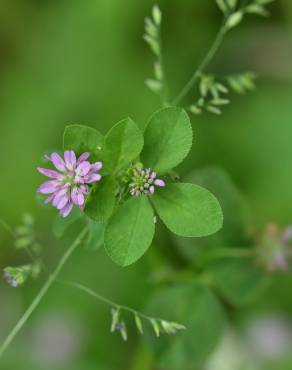 Fotografia 3 da espécie Trifolium resupinatum no Jardim Botânico UTAD