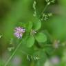 Fotografia 3 da espécie Trifolium resupinatum do Jardim Botânico UTAD