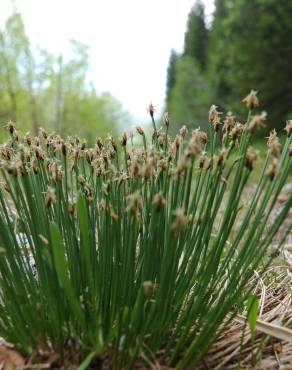 Fotografia 5 da espécie Trichophorum cespitosum no Jardim Botânico UTAD