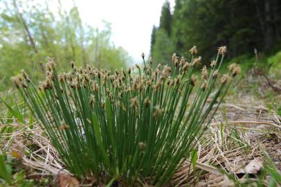 Fotografia da espécie Trichophorum cespitosum