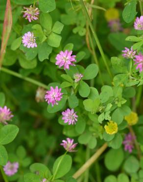 Fotografia 4 da espécie Trifolium resupinatum no Jardim Botânico UTAD