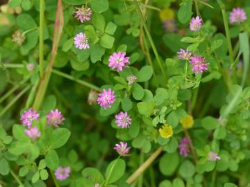 Fotografia da espécie Trifolium resupinatum