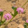 Fotografia 5 da espécie Trifolium resupinatum do Jardim Botânico UTAD