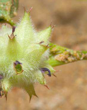 Fotografia 6 da espécie Trifolium resupinatum no Jardim Botânico UTAD