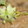 Fotografia 6 da espécie Trifolium resupinatum do Jardim Botânico UTAD