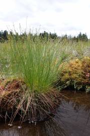 Fotografia da espécie Trichophorum cespitosum