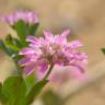 Fotografia 7 da espécie Trifolium resupinatum do Jardim Botânico UTAD