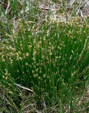 Fotografia 7 da espécie Trichophorum cespitosum no Jardim Botânico UTAD