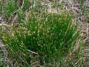 Fotografia da espécie Trichophorum cespitosum