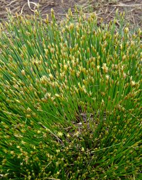 Fotografia 8 da espécie Trichophorum cespitosum no Jardim Botânico UTAD