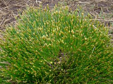 Fotografia da espécie Trichophorum cespitosum