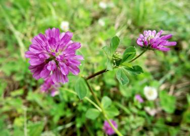 Fotografia da espécie Trifolium resupinatum