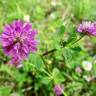 Fotografia 8 da espécie Trifolium resupinatum do Jardim Botânico UTAD