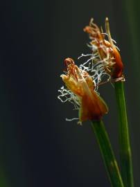 Fotografia da espécie Trichophorum cespitosum