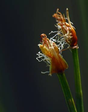 Fotografia 9 da espécie Trichophorum cespitosum no Jardim Botânico UTAD