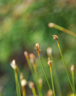 Fotografia 10 da espécie Trichophorum cespitosum no Jardim Botânico UTAD