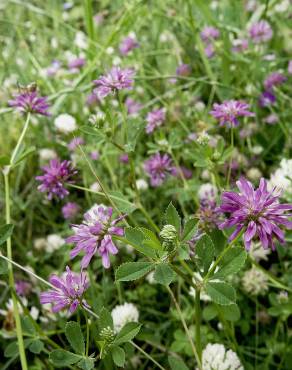 Fotografia 9 da espécie Trifolium resupinatum no Jardim Botânico UTAD