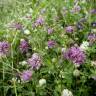 Fotografia 9 da espécie Trifolium resupinatum do Jardim Botânico UTAD