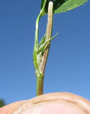 Fotografia 10 da espécie Trifolium resupinatum no Jardim Botânico UTAD