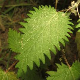 Fotografia da espécie Urtica pilulifera