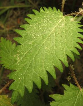 Fotografia 2 da espécie Urtica pilulifera no Jardim Botânico UTAD