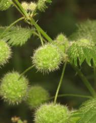 Urtica pilulifera