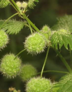 Fotografia 1 da espécie Urtica pilulifera no Jardim Botânico UTAD