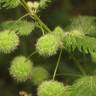 Fotografia 1 da espécie Urtica pilulifera do Jardim Botânico UTAD