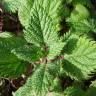 Fotografia 4 da espécie Urtica pilulifera do Jardim Botânico UTAD